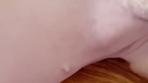 Funny cat and dogs 😂😂