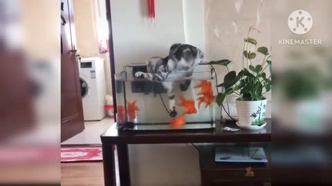 Cute cat baby viedo