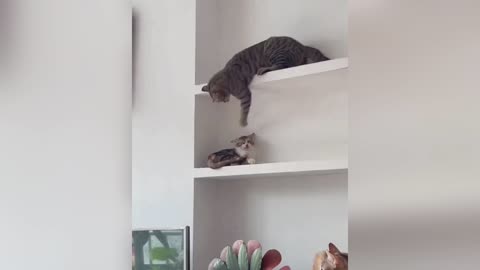 #cats#pets