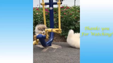 Cute Pets And Funny Animals Compilation MBM