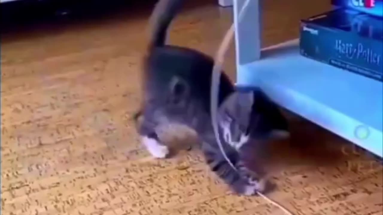 cat funny moment