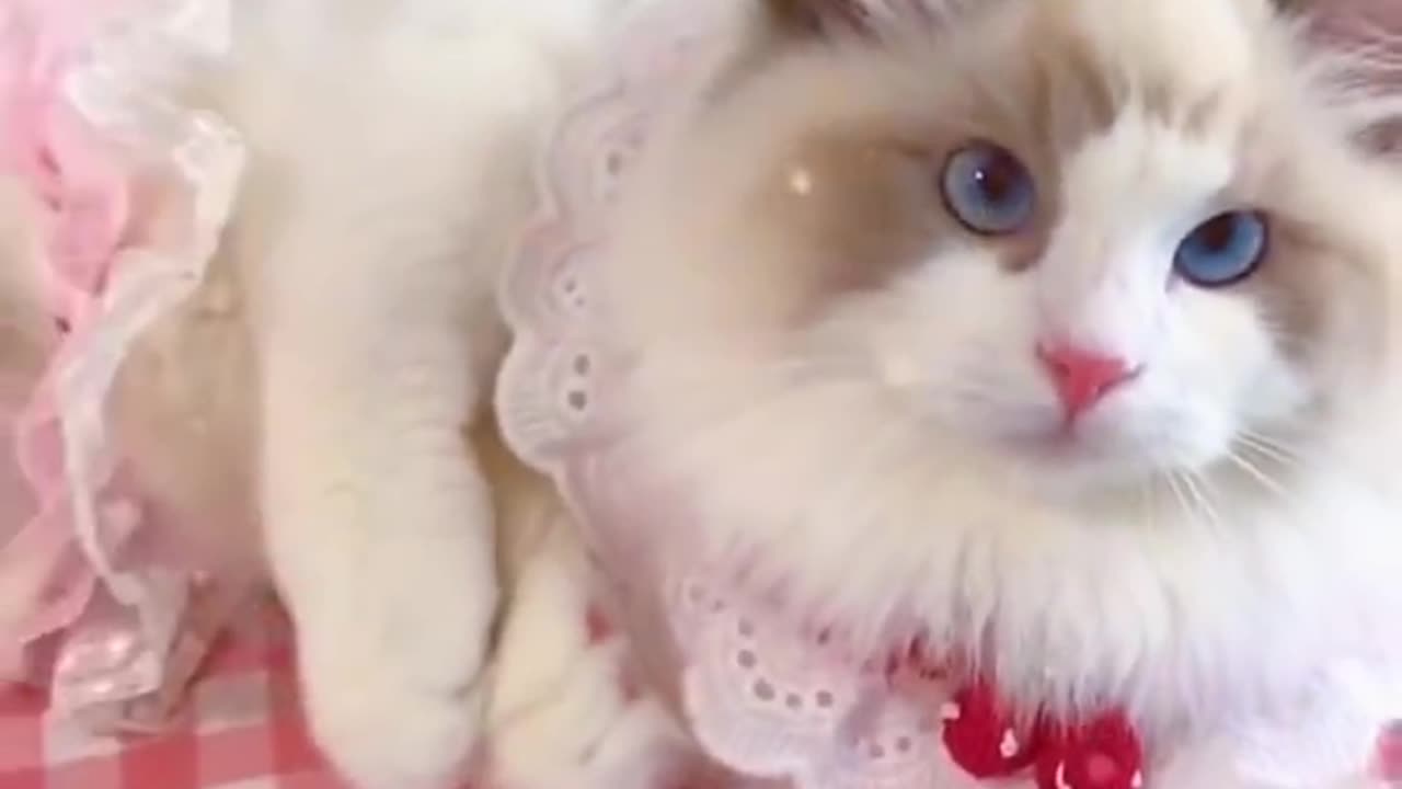 FUNNY CAT MEMES COMPILATION OF 2023