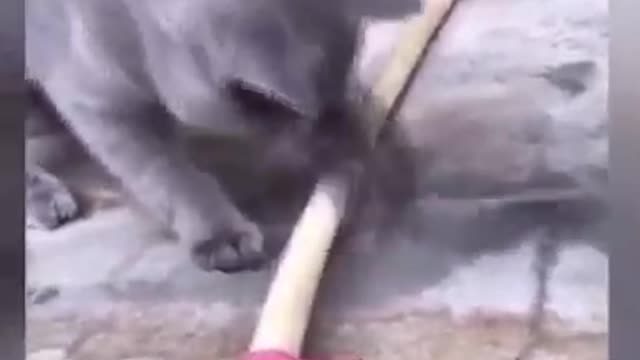 Funny and cute cats