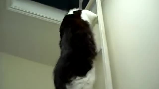 The cat climbs the stairs