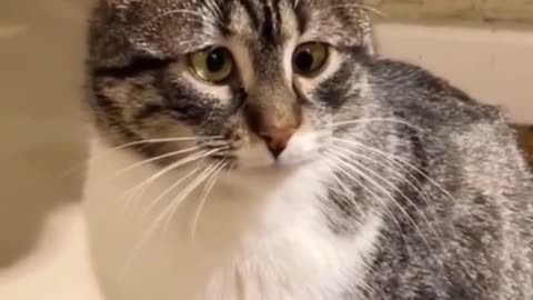 The cats you never seen before # funny # funnyvideos