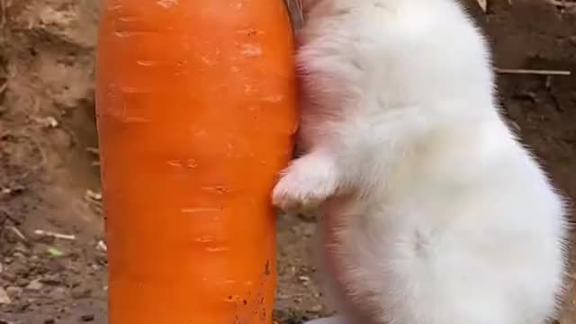 Cute Rabbit Enjoys With Big Carrot