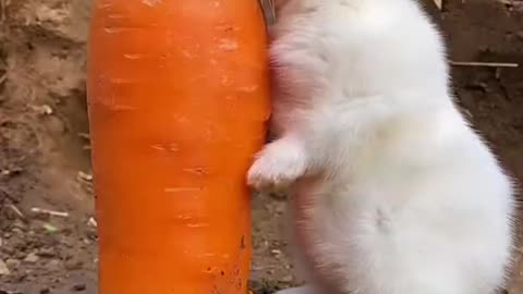Cute Rabbit Enjoys With Big Carrot