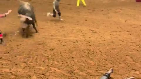 Bull Knocks A Man Out Mid Air, Father Lays Over Him Saving His Life!