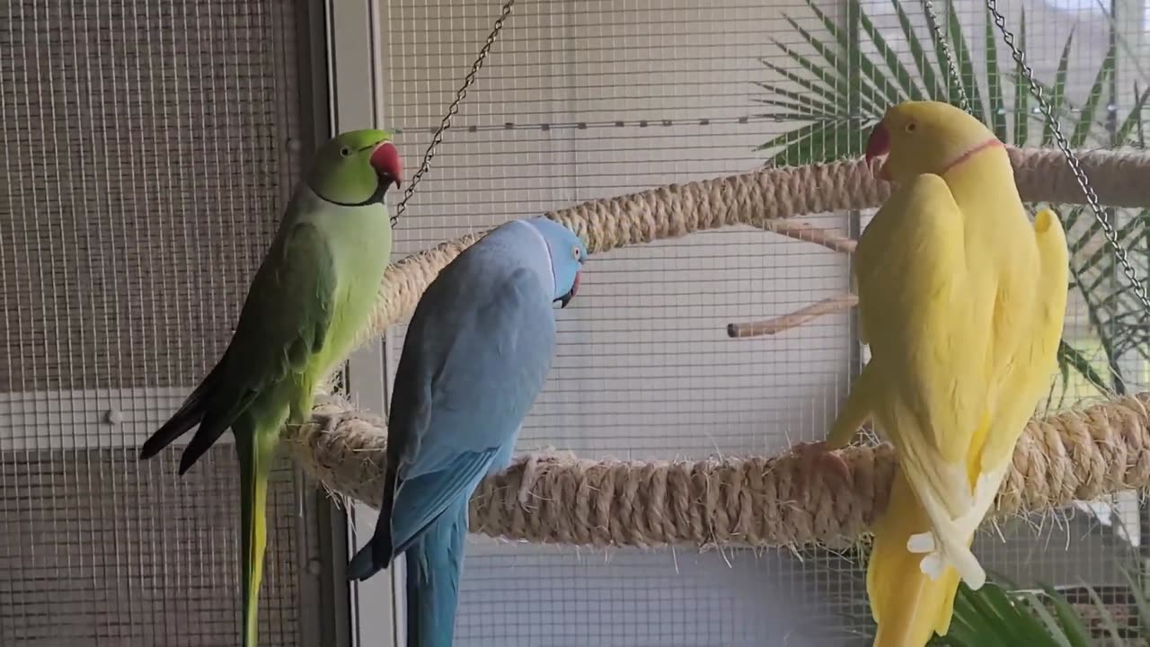 Is it Kiss-Giving yet?