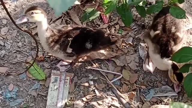 Little Duck 🥰 Viral Animals Video