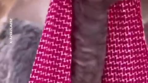 Arabic camel