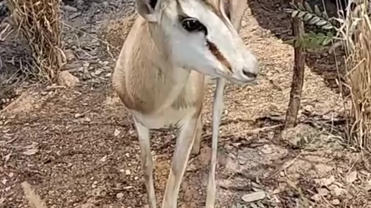 Exotic type in Texas (Many free range)