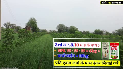 करोड़ों का मुनाफा | Anjeer ki kheti | Fig farming | Dry fruits Anjeer | Anjeer ki kheti kaise karen