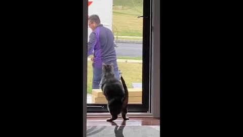 New Funny Animals, Funniest Cats and Dogs Videos 44