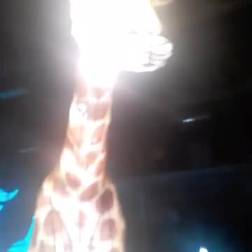 Selfie with lighted giraffe.