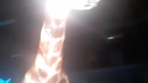 Selfie with lighted giraffe.