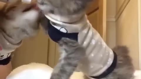 Cutest baby animals Videos Compilation Cute moment of the Animals - Cutest Animals