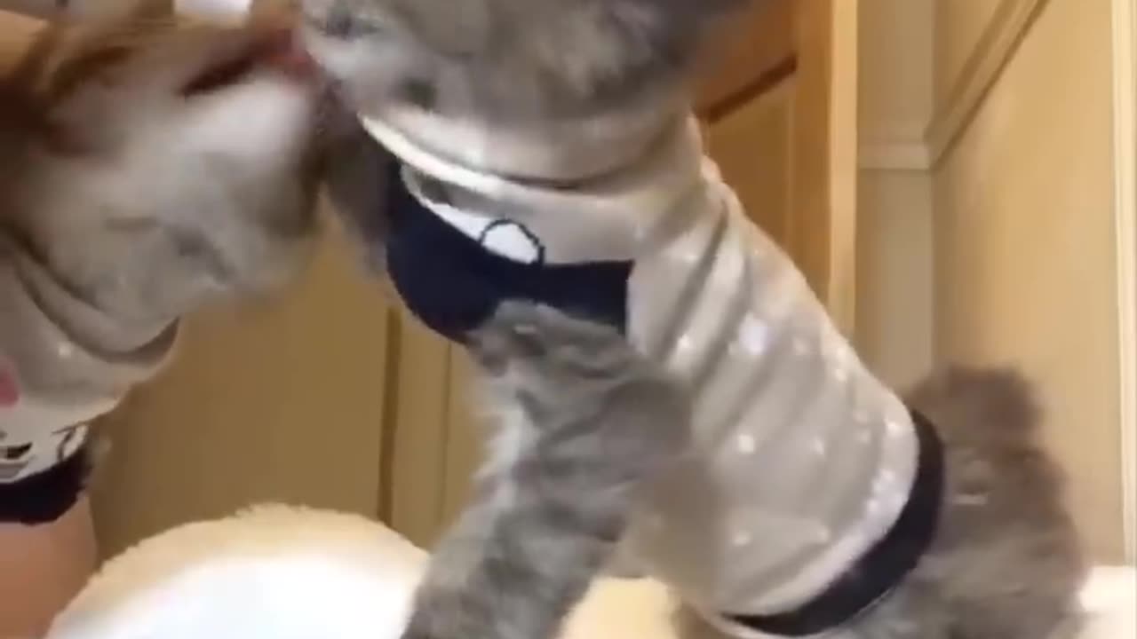 Cutest baby animals Videos Compilation Cute moment of the Animals - Cutest Animals