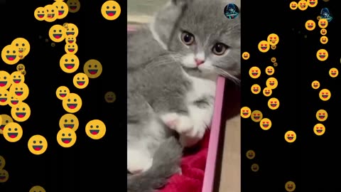 Try not to do Lough। Very funny animals ☺️😂😜 ।