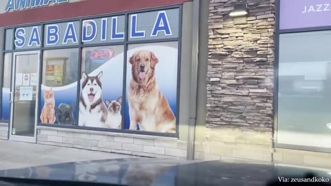 German Shepherd dog suddenly realizes he is at the vet🤣 Funny Dog's Reaction