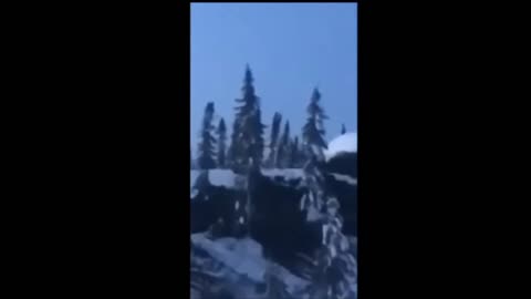 Tree Moving footage: Real or a fake CGI psy-op?
