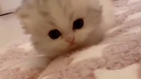 Cute cats video# animal videos