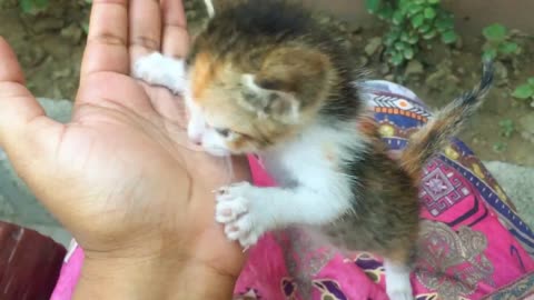 Me and My cousin rescue a poor little Kitten