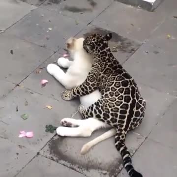 Leopard cuddles up with cute white lion