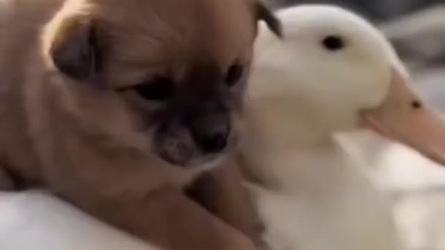 Duck and puppy funny