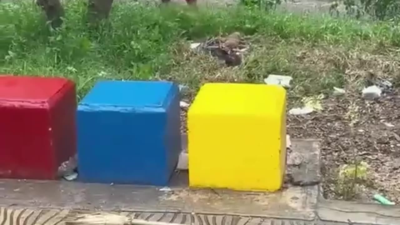 Funny videos