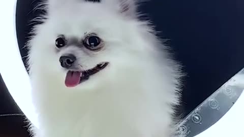 smart Dog look nice