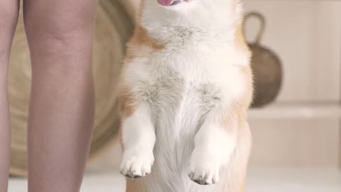Good manners dog