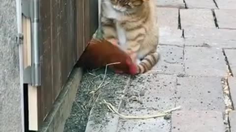 Cat funny vs coq 🐓