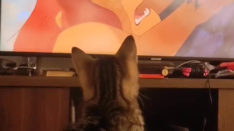 Cat video animal cute cat viral video