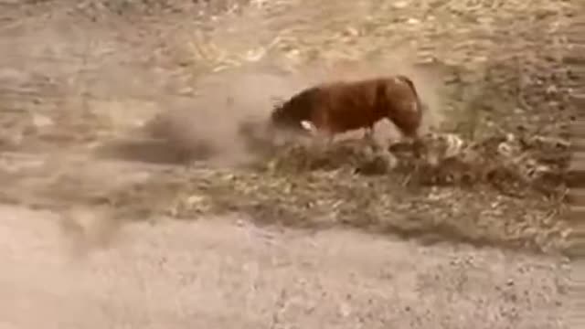 Man Is Chased By Bull