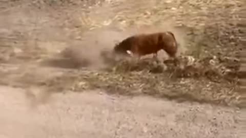 Man Is Chased By Bull