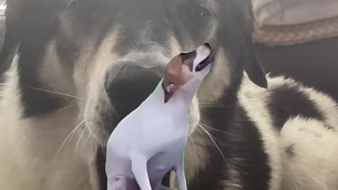 Dancing dog 😆