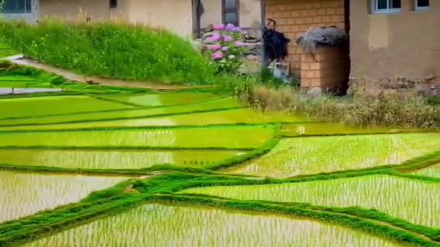 Animated video • Relaxing Music • Meditation Music • 4k Video