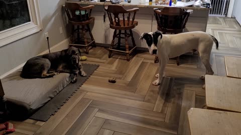 Atlas has a tantrum