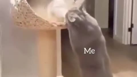 Couple of cats