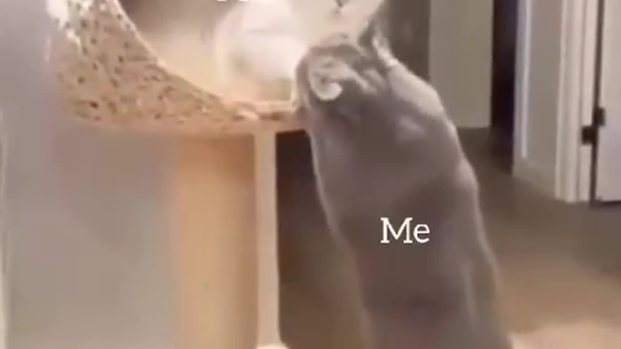 Couple of cats