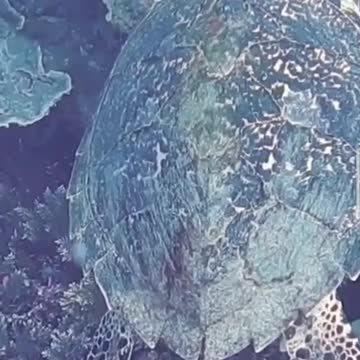 The riches of the sea from the start are amazing to see turtles swimming freely