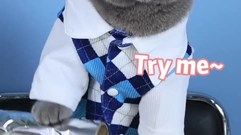 SUPER Satisfying Video Makes You Relaxed!!😍😍❤- Oddly Satisfying Tiktok #funnycat #shorts