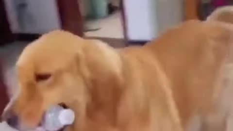 New funny Animals video 2023