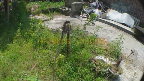 MACRO LENS VIDEOGRAPHY DRAGONFLY