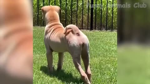 Funniest Animals Video - Best Cats😹 & Dogs🐶 Videos Compilation 2022!