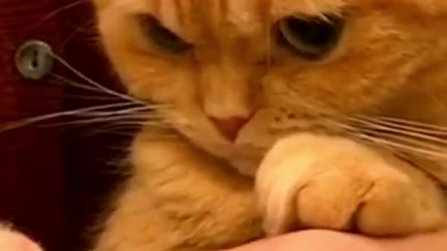 Cute Animal #shorts