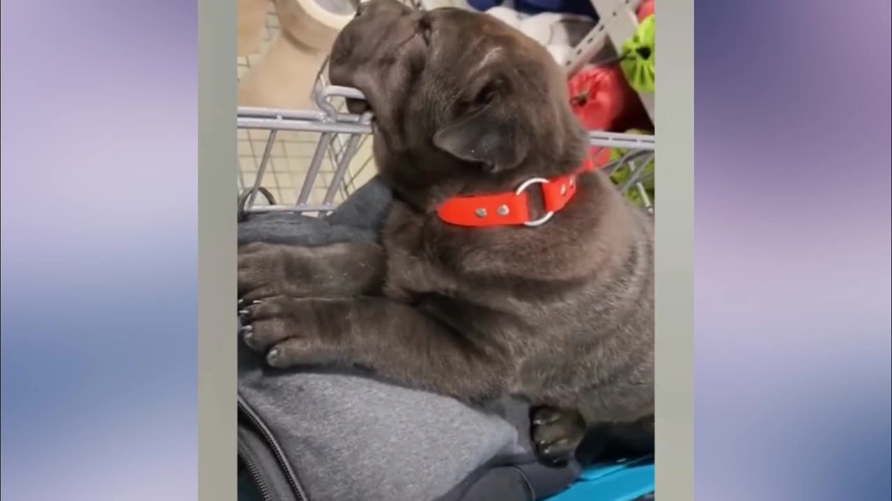 Best funny dogs and cats videos funniest animals video 2023