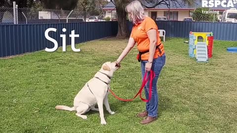 Dogs training