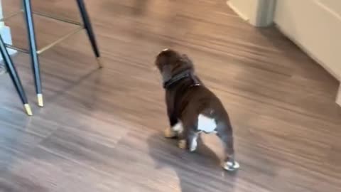 Cute Puppy is very happy to see daddy ♥️